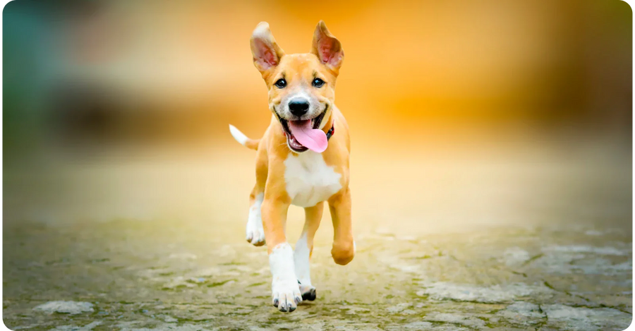 Red Light Therapy Dogs